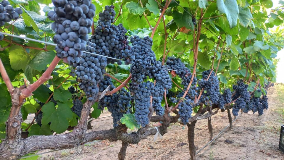 Concordia, Capital Nacional del Citrus, lista para recibir el festival «Entre Ríos, Entre Viñas»