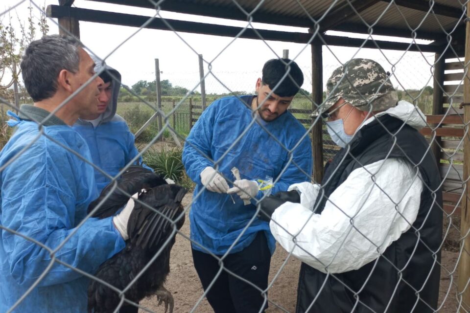 Ejecutan controles de poblaciones aviares para prevenir enfermedades