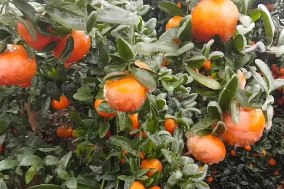 Bahillo reclama firmeza ante Nación: «Es una oportunidad histórica desaprovechada para los cítricos dulces»