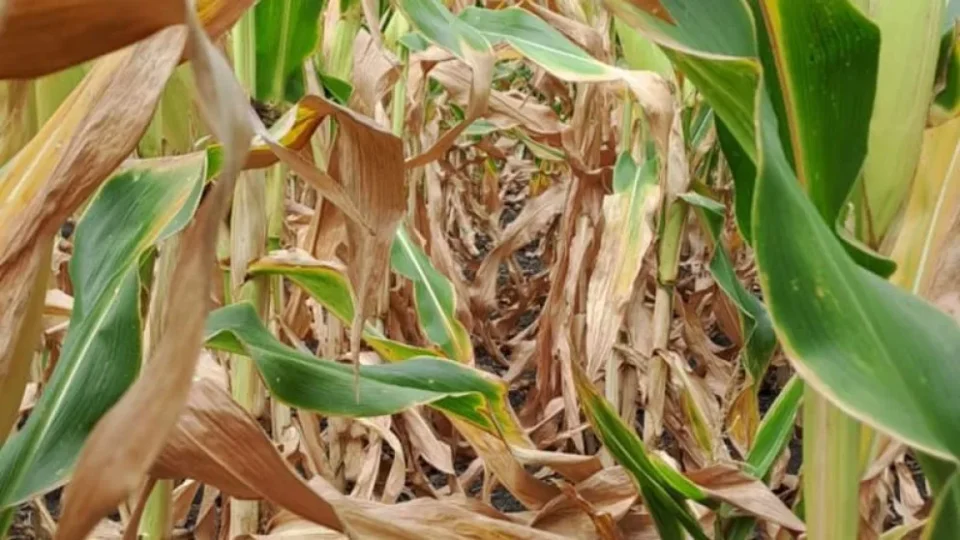 Alerta en el campo entrerriano: la sequía y el calor recortan rindes y reavivan el peligro de incendios