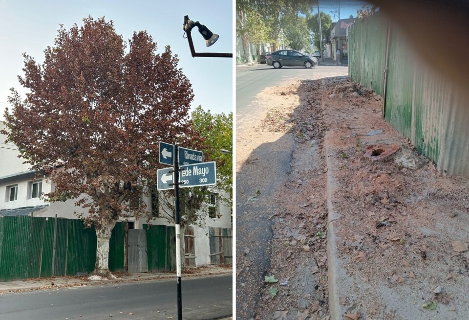 Polémica en el microcentro: denuncian extracción ilegal de árboles en un corredor protegido